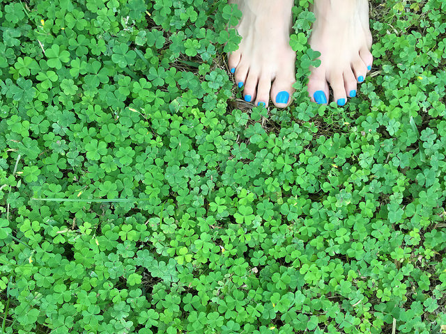 Field Of Clovers By Miamism On Flickr Fee