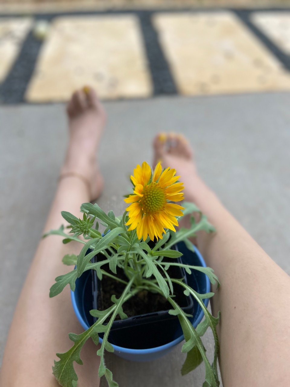 Kole Jean Beautiful Yellow Toes And Flower