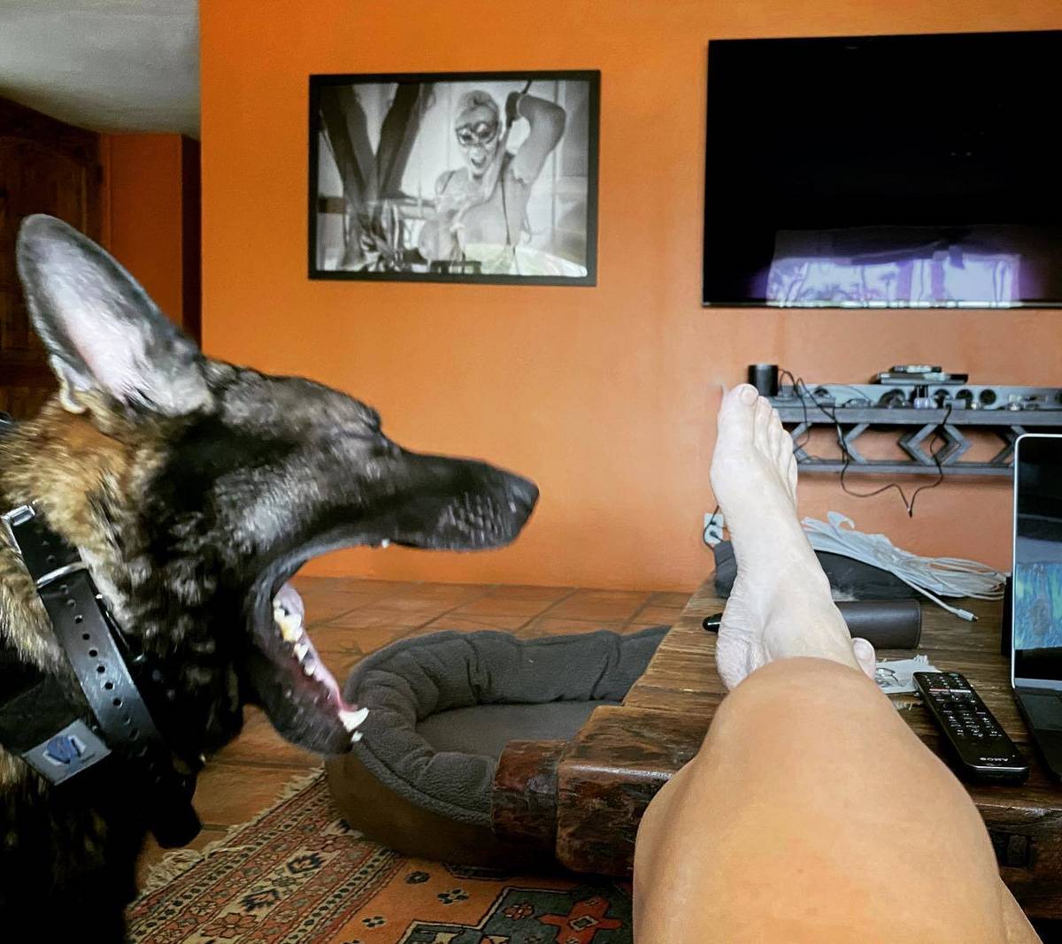 Victory Tischler Blue Feet