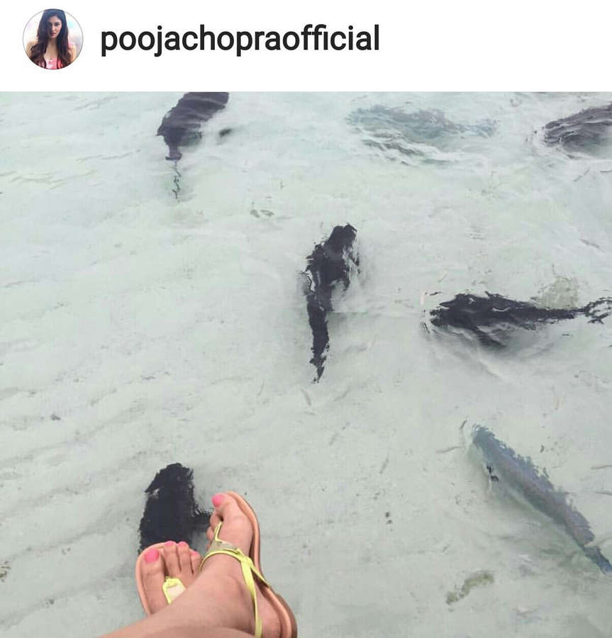 Pooja Chopra Feet
