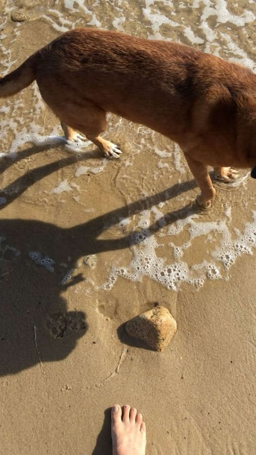 Собака в песке.
