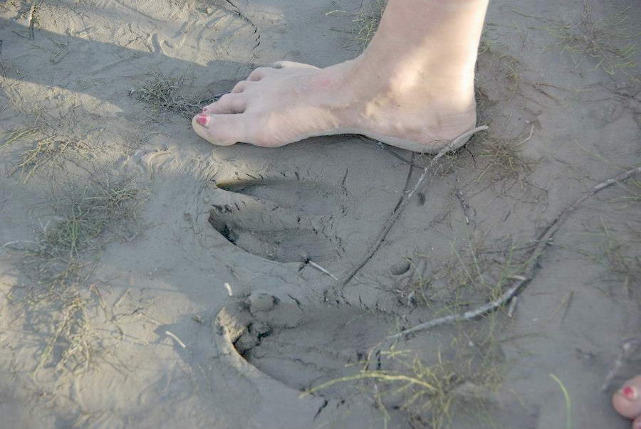 Kate Rorke Bassich Feet